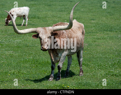 Un longhorn bull in un campo Foto Stock