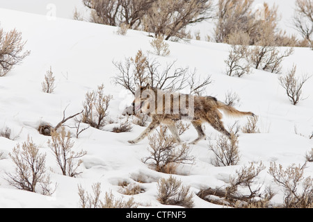 Solitario Lupo grigio affetti da rogna sarcoptica in esecuzione attraverso sagebrush sulla coperta di neve montagna nel Parco Nazionale di Yellowstone. Foto Stock