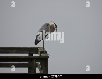Un Airone blu (Ardea erodiade) sorge in bilico per la pesca in lago Nickajack, Tennessee. Foto Stock