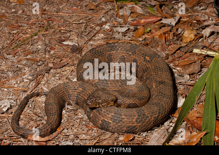 Watersnake marrone - Nerodia taxispilota Foto Stock