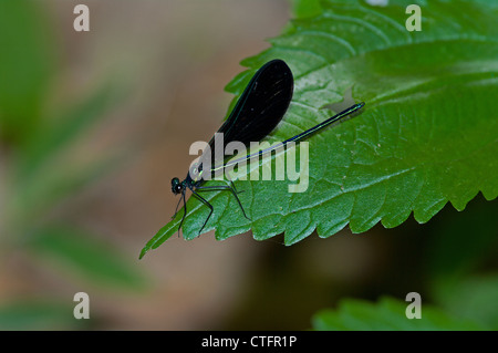 Ebano Jewelwing maschio, Calopteryx maculata, Damselfly Foto Stock