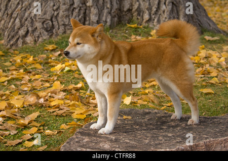 Shiba Inu permanente sulla lastra di granito Foto Stock