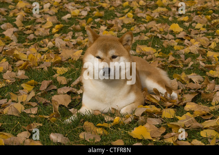 Shiba Inu giacente in foglie di autunno Foto Stock