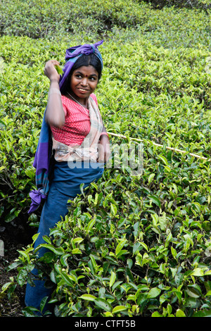 Donna Tamil spennatura le foglie di tè, Nuwara Eliya, Hill Country, Sri Lanka Foto Stock