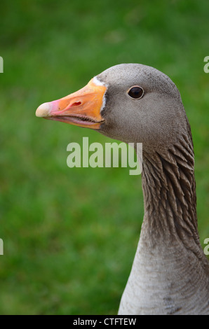 Close up graylag testa d'oca Foto Stock