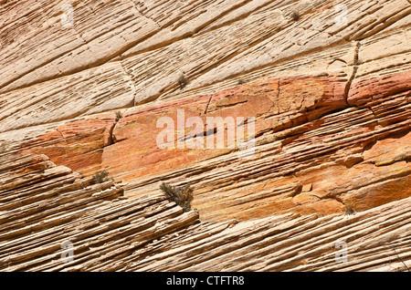Una parete del Canyon in leccare Lavare Trail nel sud dello Utah STATI UNITI D'AMERICA Foto Stock