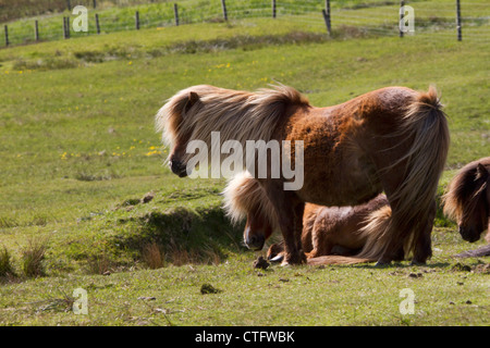 Pony Shetland su Unst nelle isole Shetland Foto Stock