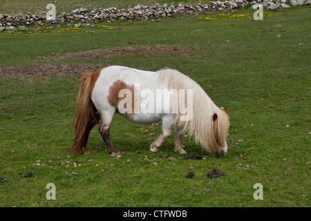 Pony Shetland su Unst nelle isole Shetland Foto Stock