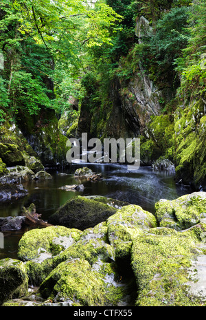 Vista della gola appartata Fairy Glen sul fiume Conwy, Galles del Nord, Regno Unito Foto Stock