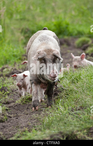 I Paesi Bassi, Kortenhoef, suini. Scrofa e suinetti. Foto Stock