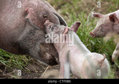 I Paesi Bassi, Kortenhoef, suini. Scrofa e suinetti. Foto Stock