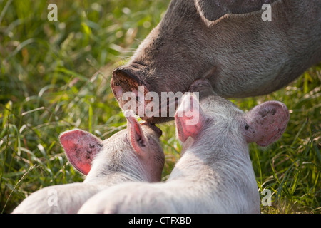 I Paesi Bassi, Kortenhoef, suini. Scrofa e suinetti. Foto Stock