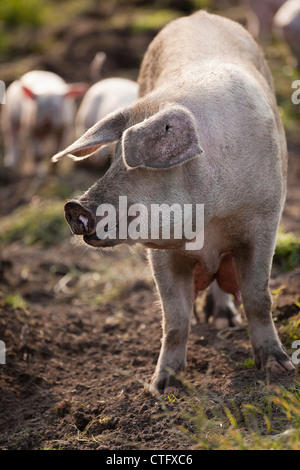 I Paesi Bassi, Kortenhoef, suini. Scrofa e suinetti. Foto Stock