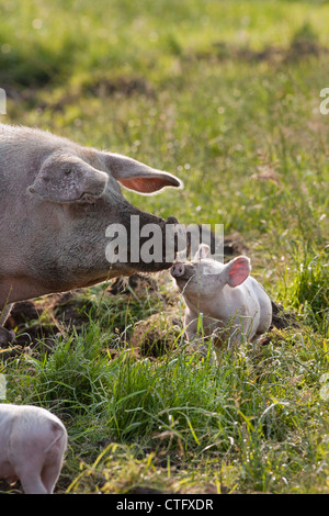 I Paesi Bassi, Kortenhoef, suini. Sow e maialino. Foto Stock