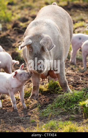 I Paesi Bassi, Kortenhoef, suini. Scrofa e suinetti. Foto Stock