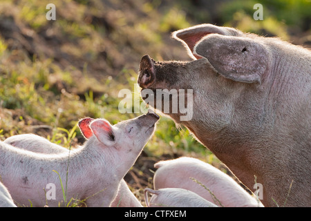 I Paesi Bassi, Kortenhoef, suini. Scrofa e suinetti. Foto Stock