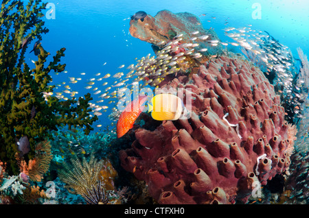 Una sana Coral reef, parco nazionale di Komodo, Indonesia, Oceano Indiano Foto Stock