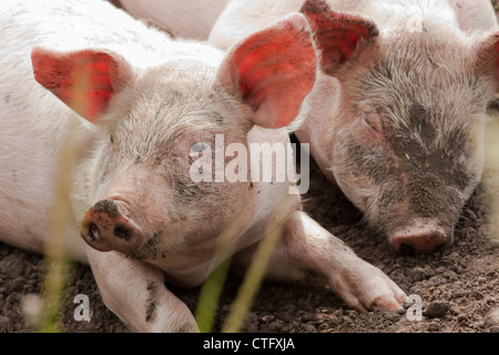 I Paesi Bassi, Kortenhoef, i suinetti. Foto Stock