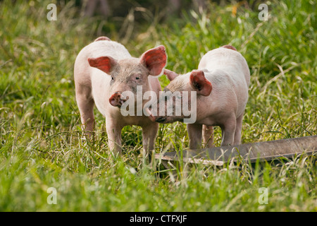 I Paesi Bassi, Kortenhoef, i suinetti. Foto Stock