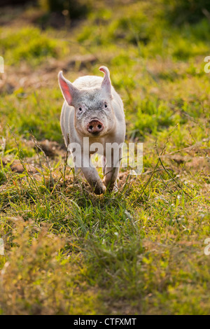 I Paesi Bassi, Kortenhoef, suini. I suinetti. Foto Stock