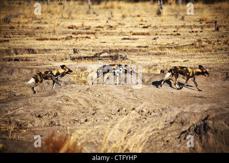 Lycaon pictus africana di cani selvatici in luangwa national park in Zambia Foto Stock