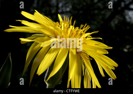 Immagine: Steve Race - Prato Salsefrica (Tragopogon pratensis), noto anche come vistose della capra-barba o Jack-go-to-letto a mezzogiorno. Foto Stock