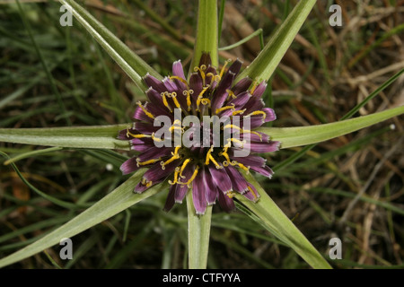 Immagine: Steve Race - Il comune Salsefrica (Tragopogon porrifolius), crescendo in Catalunya, Spagna. Foto Stock