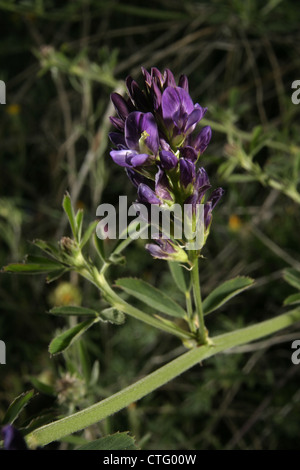 Immagine: Steve gara - Il fiore di erba medica (Medicago sativa), noto anche come lucerna, Buffalo erba, erba medica. Spagna. Foto Stock