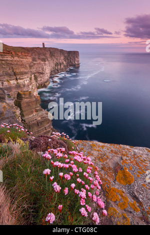 Marwick scogliere di testa in primavera, Orkney Isles Foto Stock