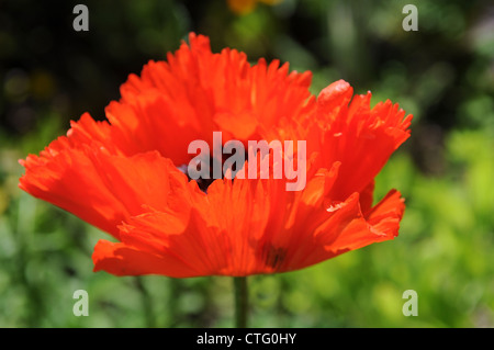 Rosso papavero orientale fiore Papaver orientale Foto Stock