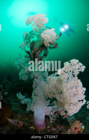 Una sana Coral reef, parco nazionale di Komodo, Indonesia, Oceano Indiano Foto Stock