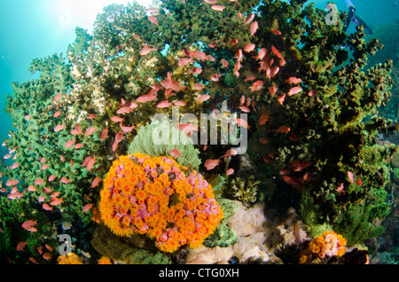 Una sana Coral reef, parco nazionale di Komodo, Indonesia, Oceano Indiano Foto Stock