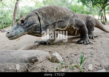 Drago di Komodo, Rinca Isola, parco nazionale di Komodo, Indonesia Foto Stock