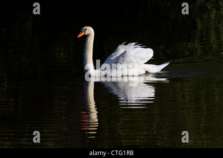 Cigno reale Foto Stock