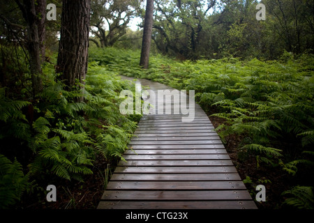 Wet trail nel Parco nazionale di Donana, provincia di Huelva, Andalusia, Spagna, 30 aprile 2012. Foto Stock