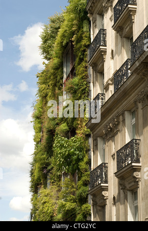 Heachera, campane di corallo Foto Stock