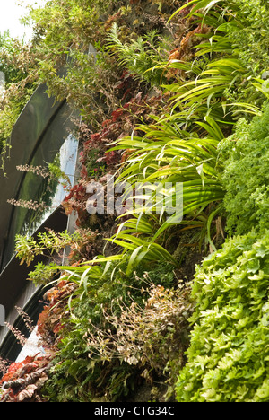 Heachera, campane di corallo Foto Stock