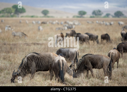 Mandria di gnu pascolano in Tanzania Foto Stock