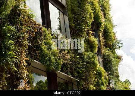 Heachera, campane di corallo Foto Stock