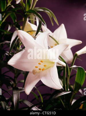 CLOSE UP bianchi gigli di pasqua Foto Stock