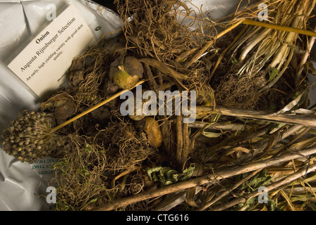 Allium cepa "Augusto Rijnsburger''Egmont Oro', cipolla Foto Stock