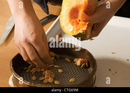 Curcubita maxima 'Queensland blue', la zucca Foto Stock