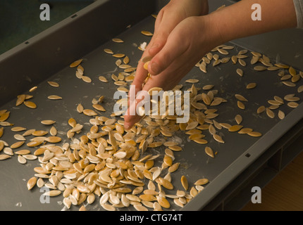 Curcubita maxima 'Queensland blue', la zucca Foto Stock