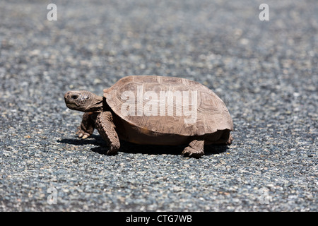 Tartaruga Gopher (Gopherus polyphemus) camminando sulla strada vicino alla Emeralda Marsh nella Florida centrale Foto Stock