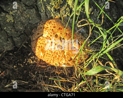 Staffa di quercia fungo - Inonotus dryadeus - alla base di una quercia in luglio. Foto Tony Gale Foto Stock