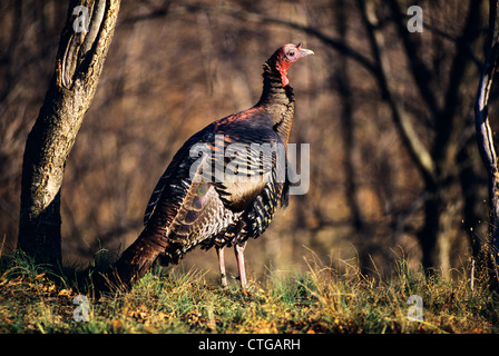 Il tacchino selvatico in piedi su erba nel bosco Foto Stock