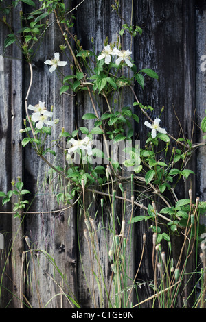 La clematide montana, fiori di colore bianco su impianto arrampicarsi su tettoia in legno. Foto Stock