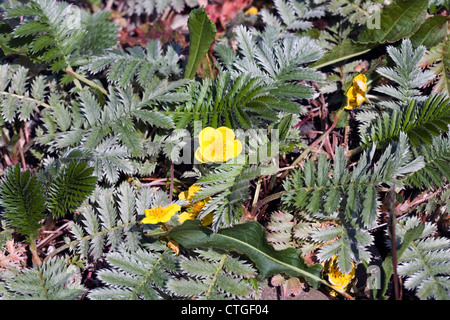 Silverweed dal litorale Tokavaig Isola di Skye in Scozia Foto Stock