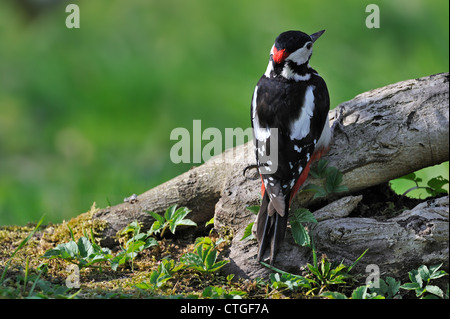 Picchio rosso maggiore (Dendrocopos major) maschio appollaiato sul ceppo di albero nella foresta, Belgio Foto Stock