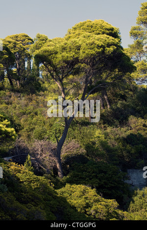 Pino di Aleppo isola di Lokrum Dubrovnik Dalmazia Croazia Foto Stock